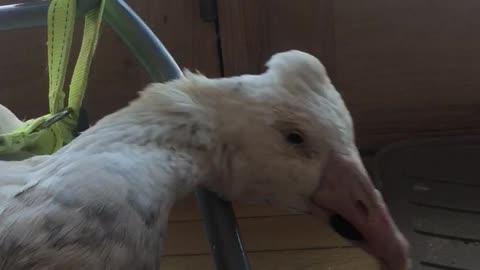 Ernie, My special needs goose eating a grape
