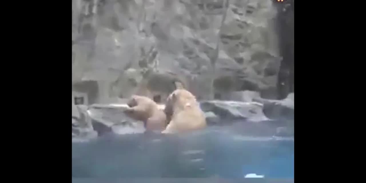 Polar bear teaches its cub to swim in the water