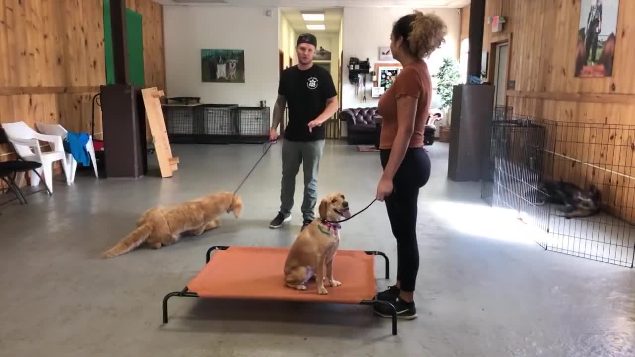 Leash reactive dog training video