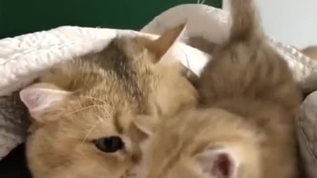 Adorable kittens with mom