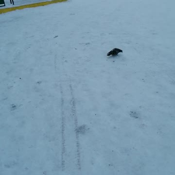 The beautiful pigeon decided to take a walk.