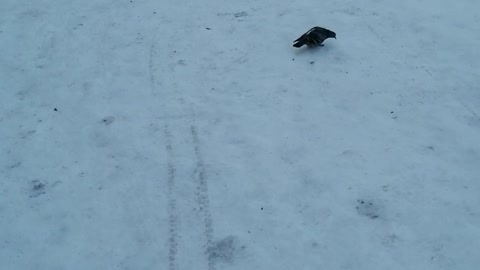 The beautiful pigeon decided to take a walk.