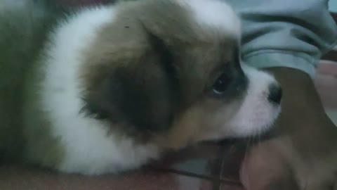 Cute puppy react when being cutest viral dogs