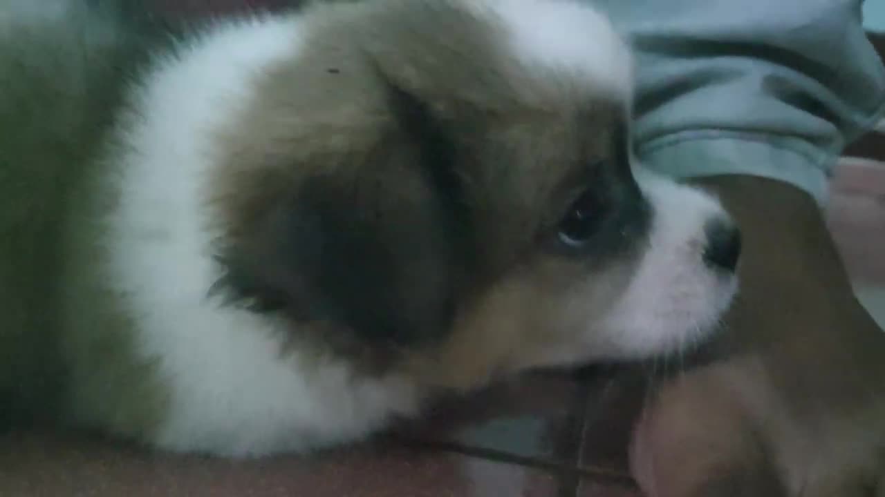 Cute puppy react when being cutest viral dogs