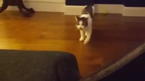 Cat plays fetch and brings back toy