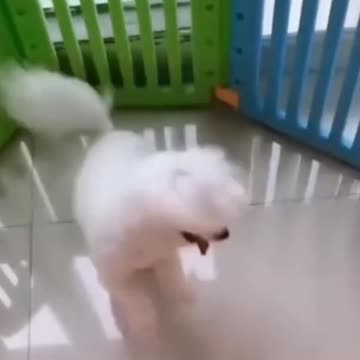 very cute little dog🥰🥰🥰