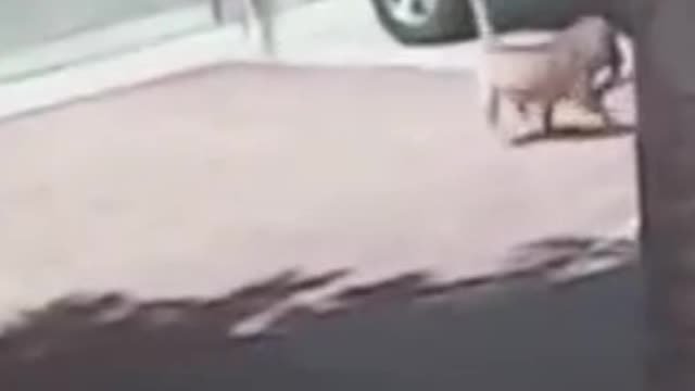 Funny dogs video