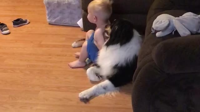 Toddler gets a bath from Australian Shepherd