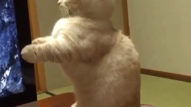 Funny and Cute Cats Videos #47 │ Gadis Sekarwangi