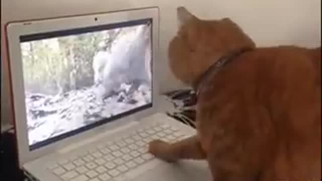 Cute ! kitten wants to catch rabbit inside the screen