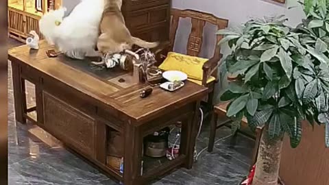 Funny animals