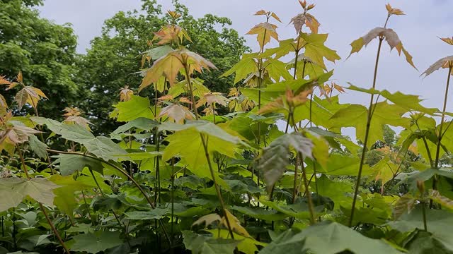 Beautiful plant green leaves in the summer after spring season