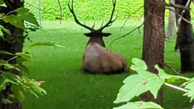 Bedded Bull elk responding