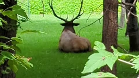 Bedded Bull elk responding