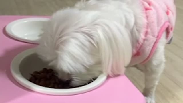 The puppy is eating with a loud noise