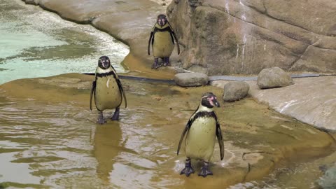 cute penguins walking and swimming