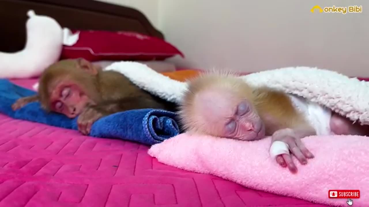 Bibi_and_the_baby_monkey_receive_special_care_after_pooping!(360p)