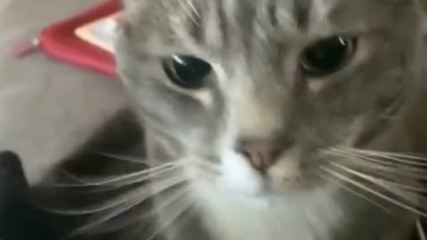 Cute cat acts friendly and then attacks