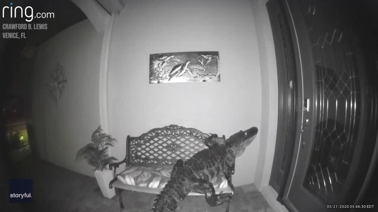Crocodile come with home