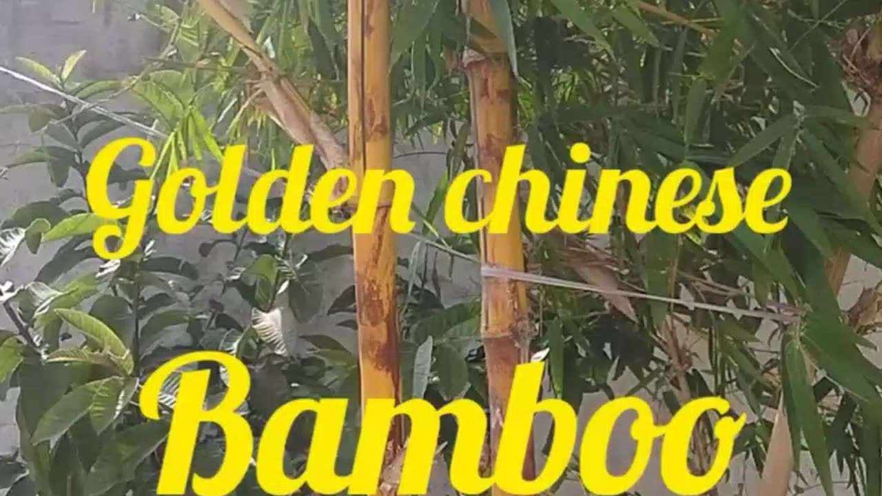 Golden Chinese Bamboo