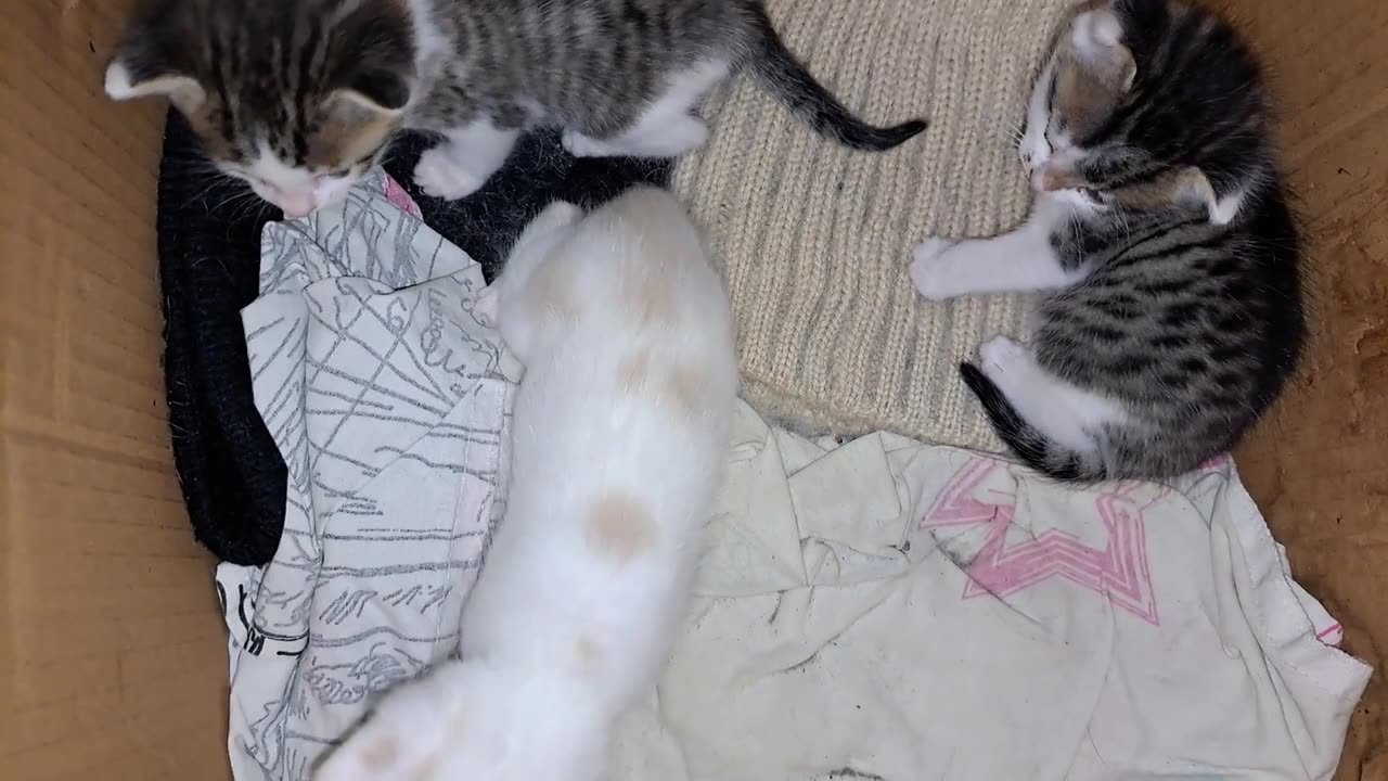 Baby kittens play with each other. Interesting and funny kittens