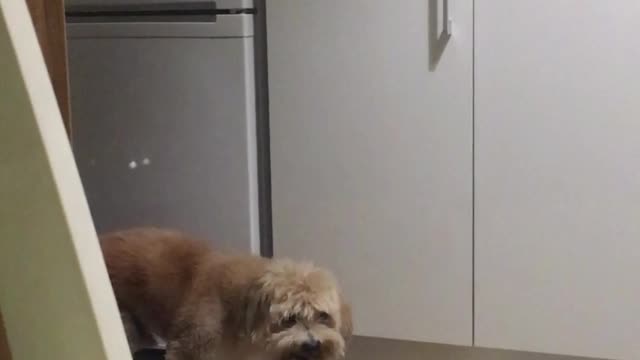 THOR being hungry #Part 1
