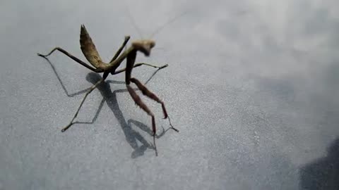 Praying mantis