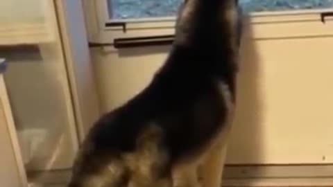 Tik Toks Funny Pets Doing Things 😍