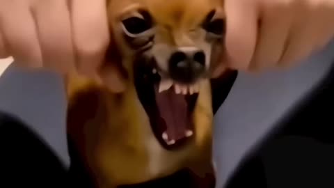 top 5 cutest dog in the world Hashtags