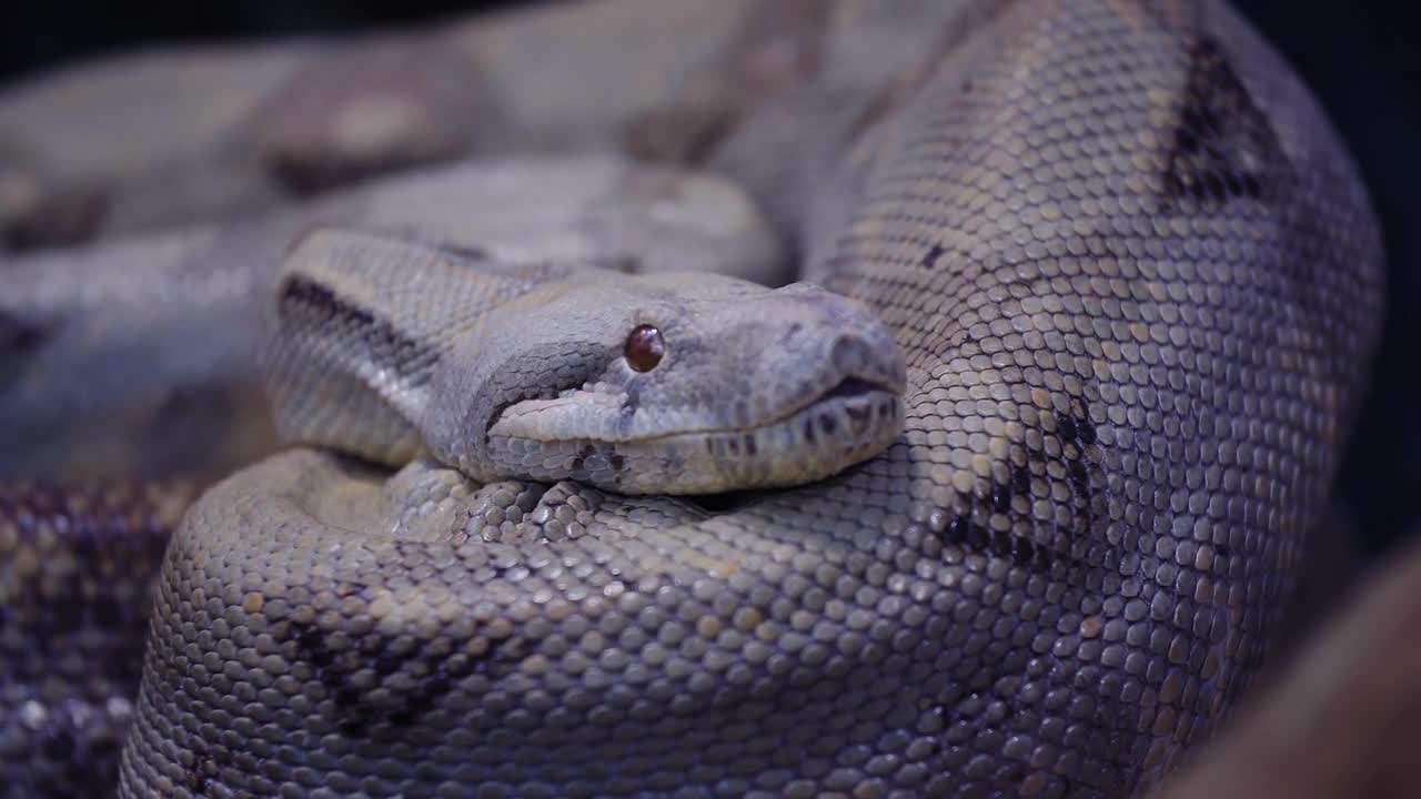 Snake is yawning curled up