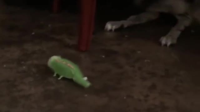 Best Funny Dog Videos That'll Make Your Day.
