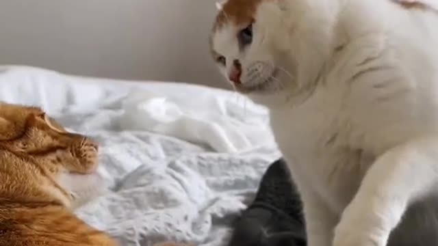 The kitten does not show weakness at all, and will scratch the head of the puppy with its paws