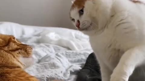 The kitten does not show weakness at all, and will scratch the head of the puppy with its paws