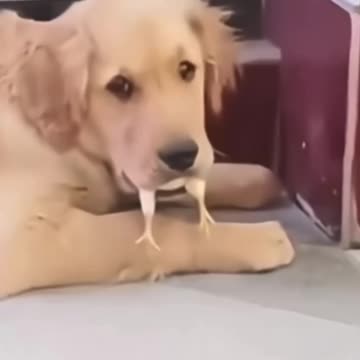 Attention All Pet Lovers! Look at me