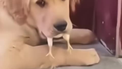 Attention All Pet Lovers! Look at me