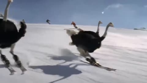 The skiing ostrich