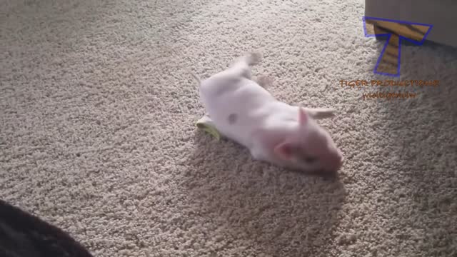 CUTE PIGS <3