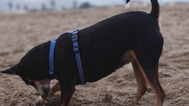 A Dog in a Pet Harness Digging