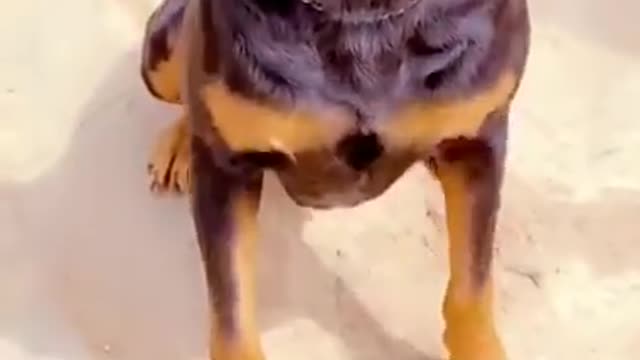 This dog understands different languages including yoruba