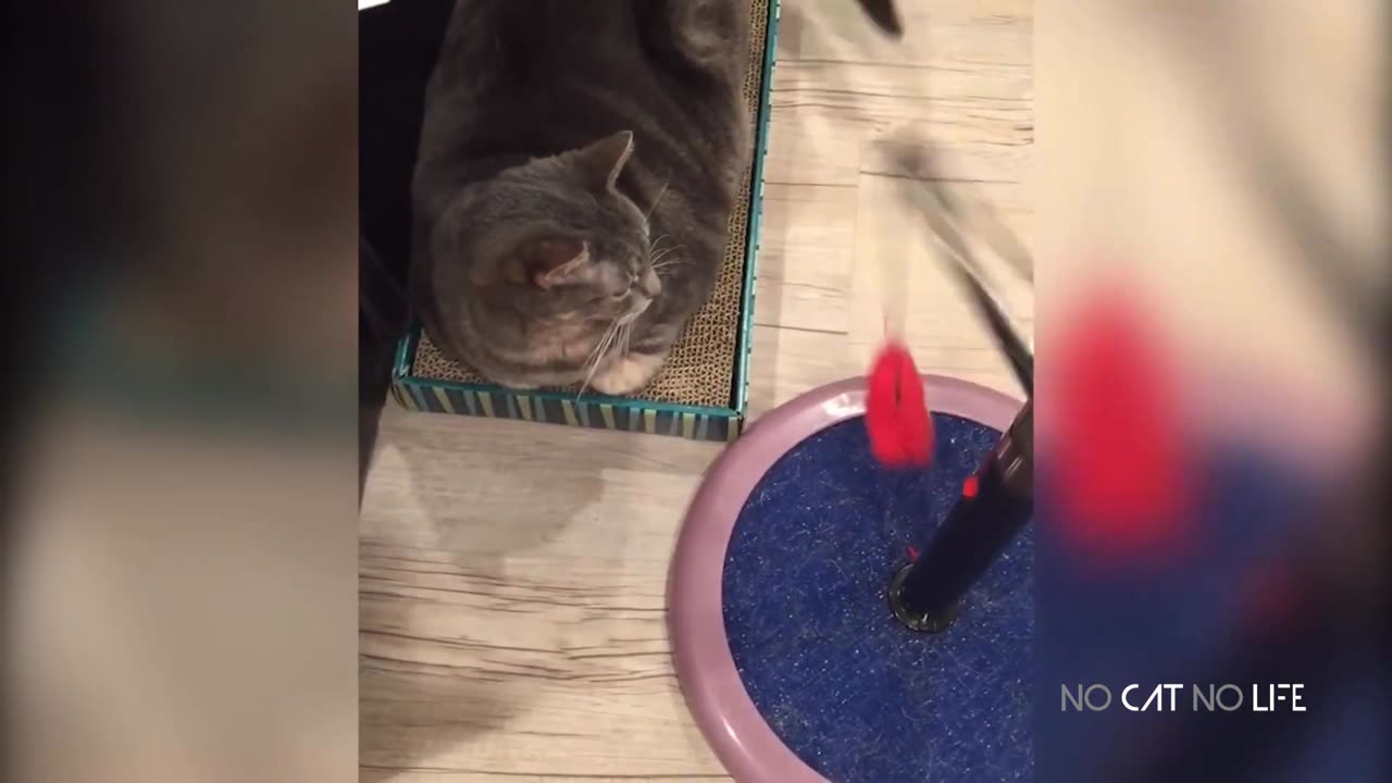 Cats Don't Care - Funny Video