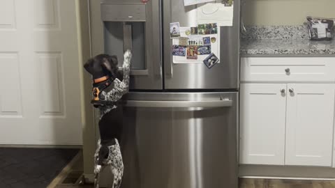 Puppy Uses Ice Dispenser