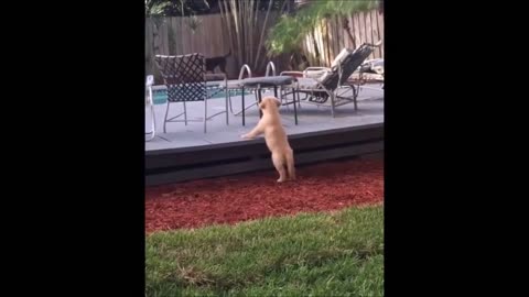 Episode 61 - Unwind with pets