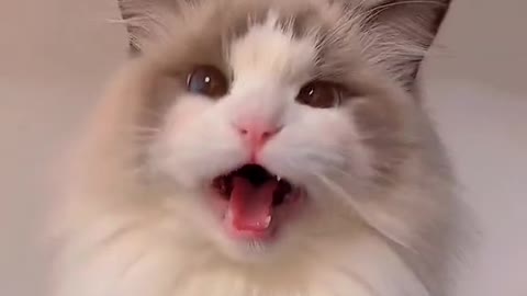 Cute cat.
