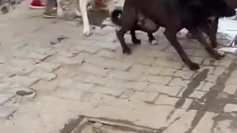 Pitbull Vs Street Dog part 2 be careful.. 😷😷