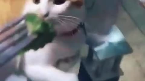Watch this cute kitten reaction to veggies 'lol'