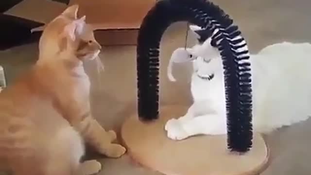A war between two cats is imminent