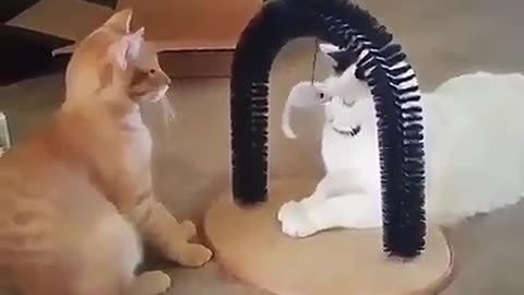 A war between two cats is imminent