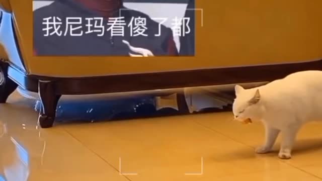 🐈CAT PLAYING LIKE A PRO