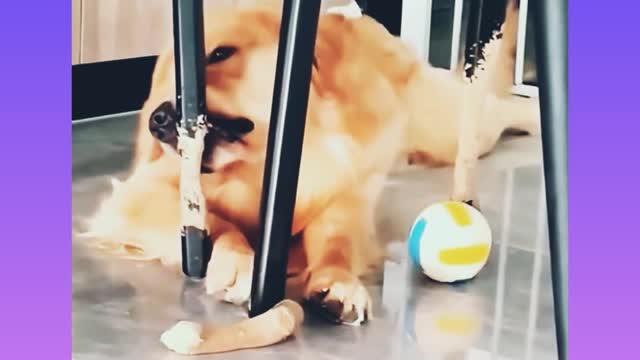 Hungry funny dog - must watch