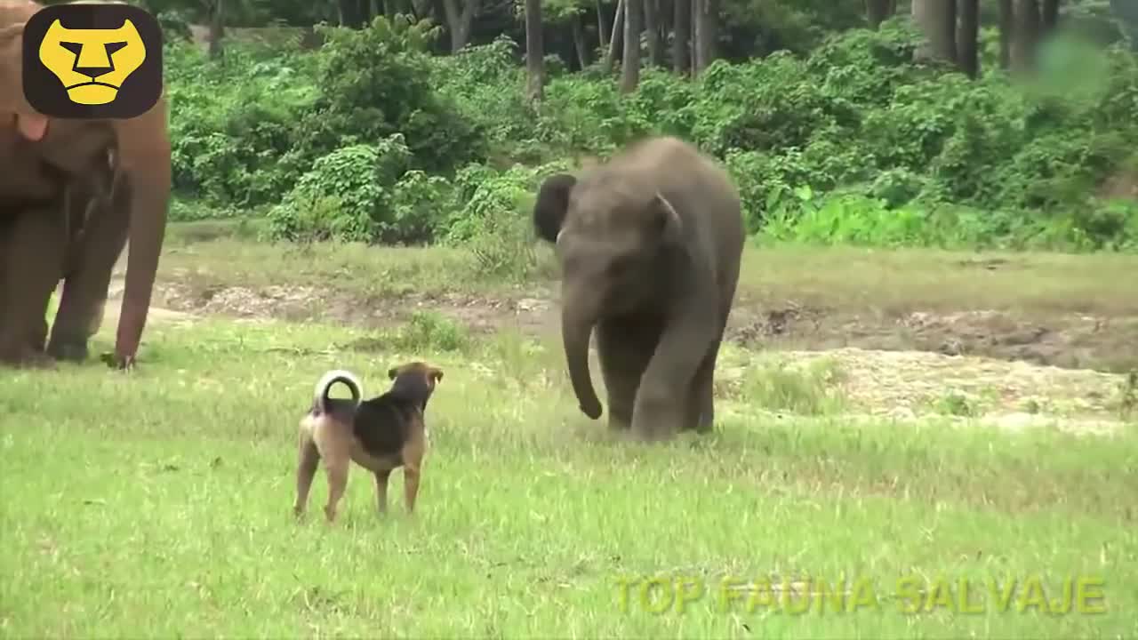 VIDEO DIVERTIDO DE ELEFANTES BEBÉS